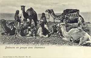 Camels Prints: Lebanon - Bedouins with their camels