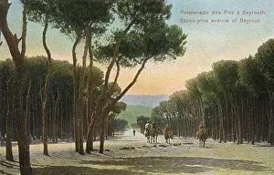 Lebanese Prints: Lebanon - Beirut - The Stone Pine Avenue