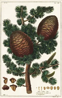Images Dated 20th April 2020: Lebanon cedar, Cedrus libani