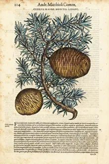Anazarbeo Gallery: Lebanon cedar tree, Cedrus libani