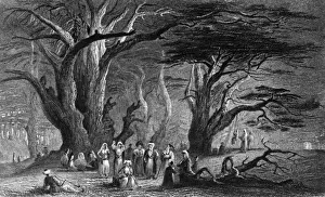 Lebanon Cedars