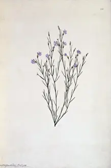 Fred Polydore Nodder Prints: Lechenaultia filiformis