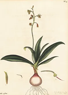 Herbarium Prints: Ledebouria ovalifolia