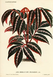 Tropical Collection: Leea amabilis foliage plant
