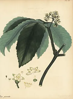 Henry Andrews Prints: Leea asiatica