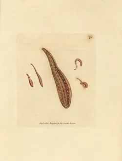 Subjects Gallery: Leech, Hirudo circulans