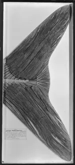 Jurassic Prints: Leedsichthys problematicus