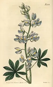 Flowered Prints: Lees blue-flowered tree lupin, Lupinus nootkatensis