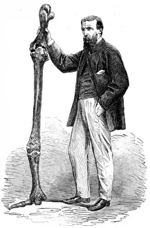 Maximus Prints: Leg Bones of the Dinornis Maximus, 1865