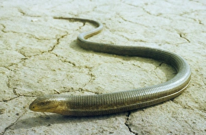 Amphibians Collection: Legless Lizard