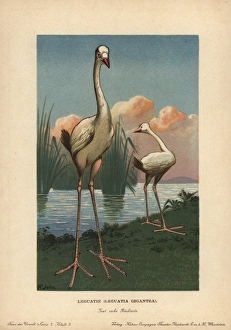 Tiere Gallery: Leguats Giant, Leguatia gigantea, extinct