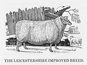 Leicester Improved breed of sheet