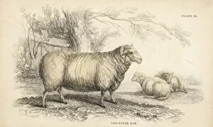 Aries Collection: Leicester ram, Ovis aries. Endangered