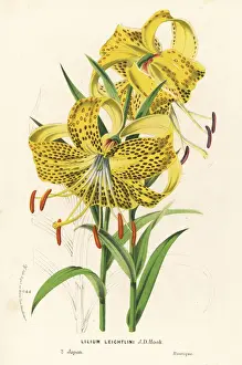 Leichlins lily, Lilium leichtlini. Japan
