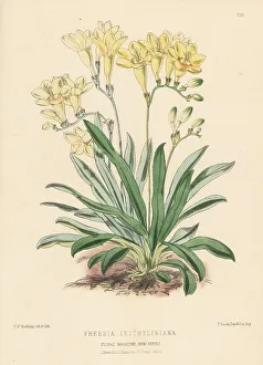 Leichtlin's freesia, Freesia leichtlinii