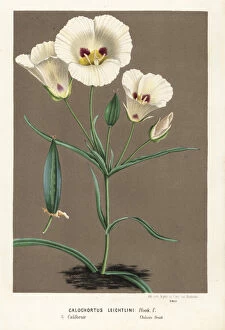 Lily Gallery: Leichtlins mariposa or mariposa lily, Calochortus