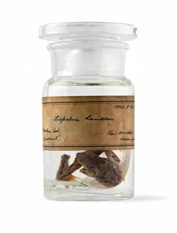 New Zealand Collection: Leiopelma hamiltoni