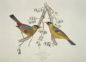 Eared Prints: Leiothrix argentauris, silver-eared mesia