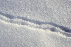 Lemming footprints on snow
