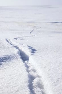 Siberia Collection: Lemming footprints on snow
