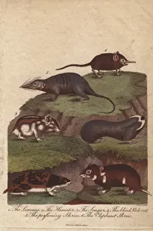 Cricetus Prints: Lemming, hamster, songar rat, blind mole-rat