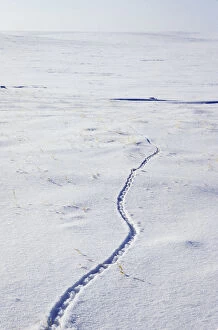 Lemmings footprints on snow surface, typical track
