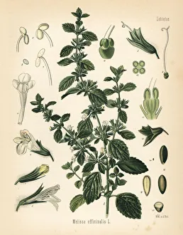 Mint Collection: Lemon balm or balm mint, Melissa officinalis