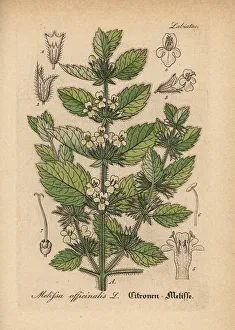 Mint Collection: Lemon balm, Melissa officinalis