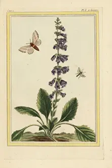 Lemon balm, Melissa officinalis