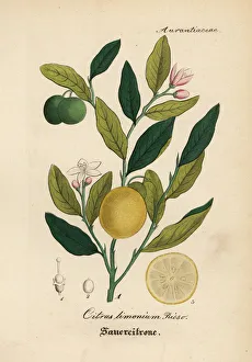 Citrus Collection: Lemon, Citrus limon