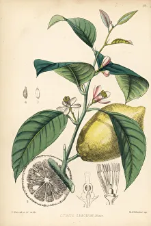Citrus Collection: Lemon, Citrus limonum