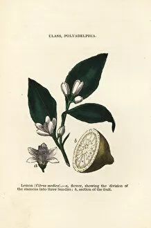 Botanist Collection: Lemon, Citrus medica