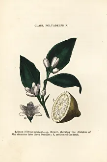 Citrus Collection: Lemon, Citrus medica
