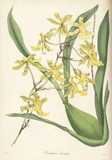 Magazine Of Botany Prints: Lemon-coloured oncidium, Oncidium citrinum