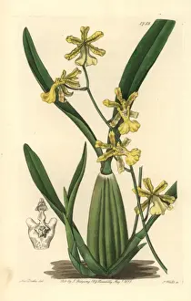 Lemon Prints: Lemon-coloured oncidium orchid, Oncidium citrinum