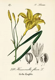 Lily Gallery: Lemon day-lily, Hemerocallis lilioasphodelus
