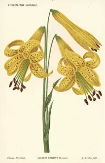 Stroobant Collection: Lemon lily, Lilium parryi