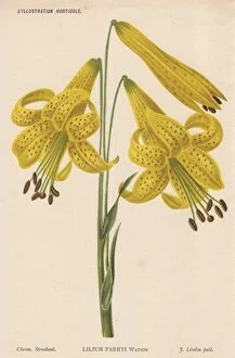 Stroobant Collection: Lemon lily, Lilium parryis Watson