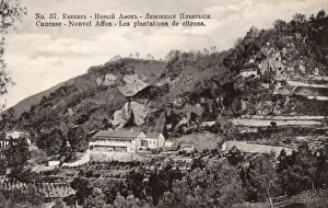 Abkhazia Gallery: Lemon Plantation - New Athos, Abkhazia, Georgia