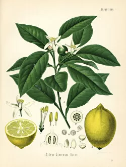 Medicinal Collection: Lemon tree and fruit, Citrus limon