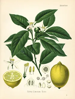 Citrus Collection: Lemon tree and fruit, Citrus limon