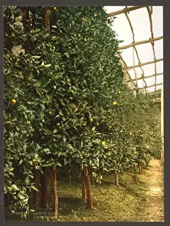Garda Prints: A lemon tree, Limone, Lake Garda, Italy