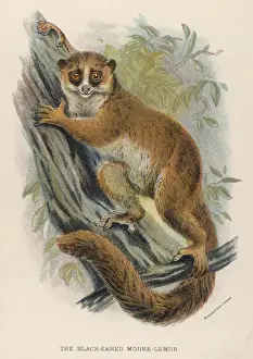 Lemur Prints: Lemur Black-Eared 19C