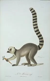 Haplorhini Gallery: Lemur catta, ring tailed lemur