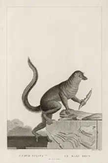 LEMUR