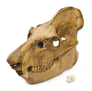 Lemur Prints: Lemur skulls from Madagascar