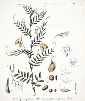 Edible Prints: Lens esculenta, lentil