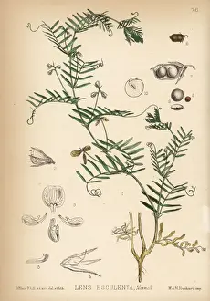Herbal Prints: Lentil, Lens culinaris