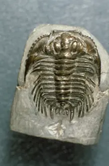 Ladybirds Lobsters Prints: Leonaspis coronata, trilobite