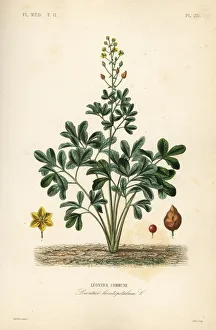 Alphonse Leon Gallery: Leontice, Leontice leontopetalum